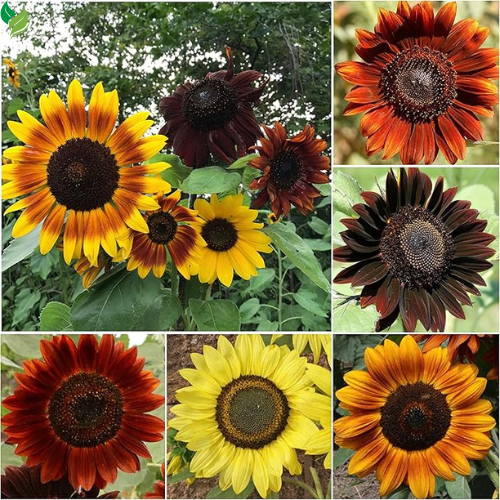 1000+ Sunflower Seeds for Planting Heirloom Non-GMO