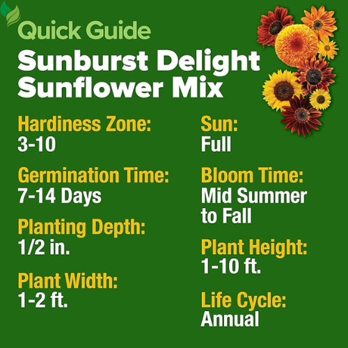 1000+ Sunflower Seeds for Planting Heirloom Non-GMO