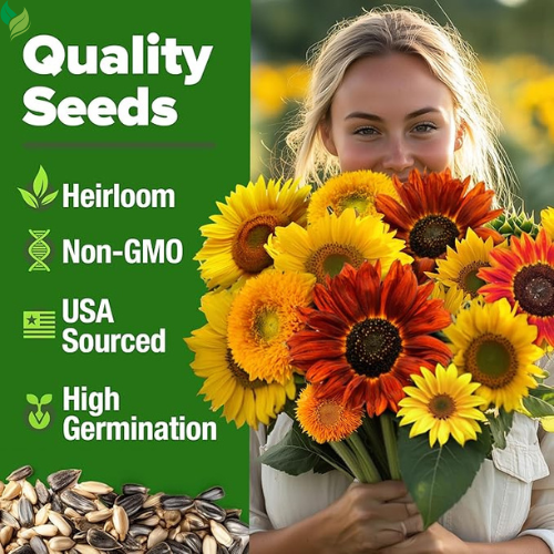 1000+ Sunflower Seeds for Planting Heirloom Non-GMO