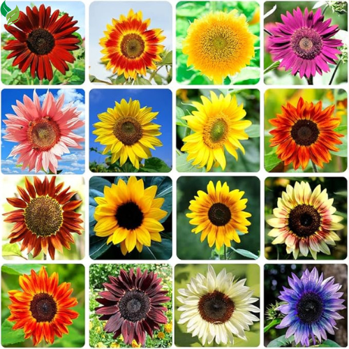1000+ Sunflower Seeds for Planting Heirloom Non-GMO