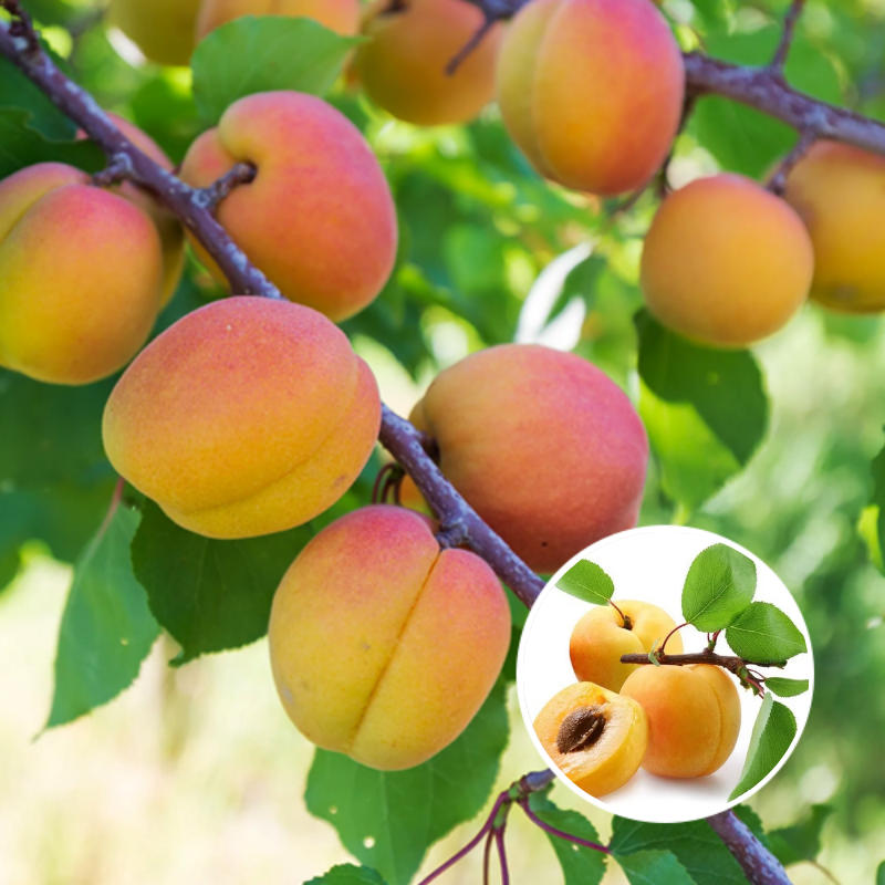 Apricot Fruit Tree Seedling for Growing – Sweet Harvests, Beautiful Blossoms