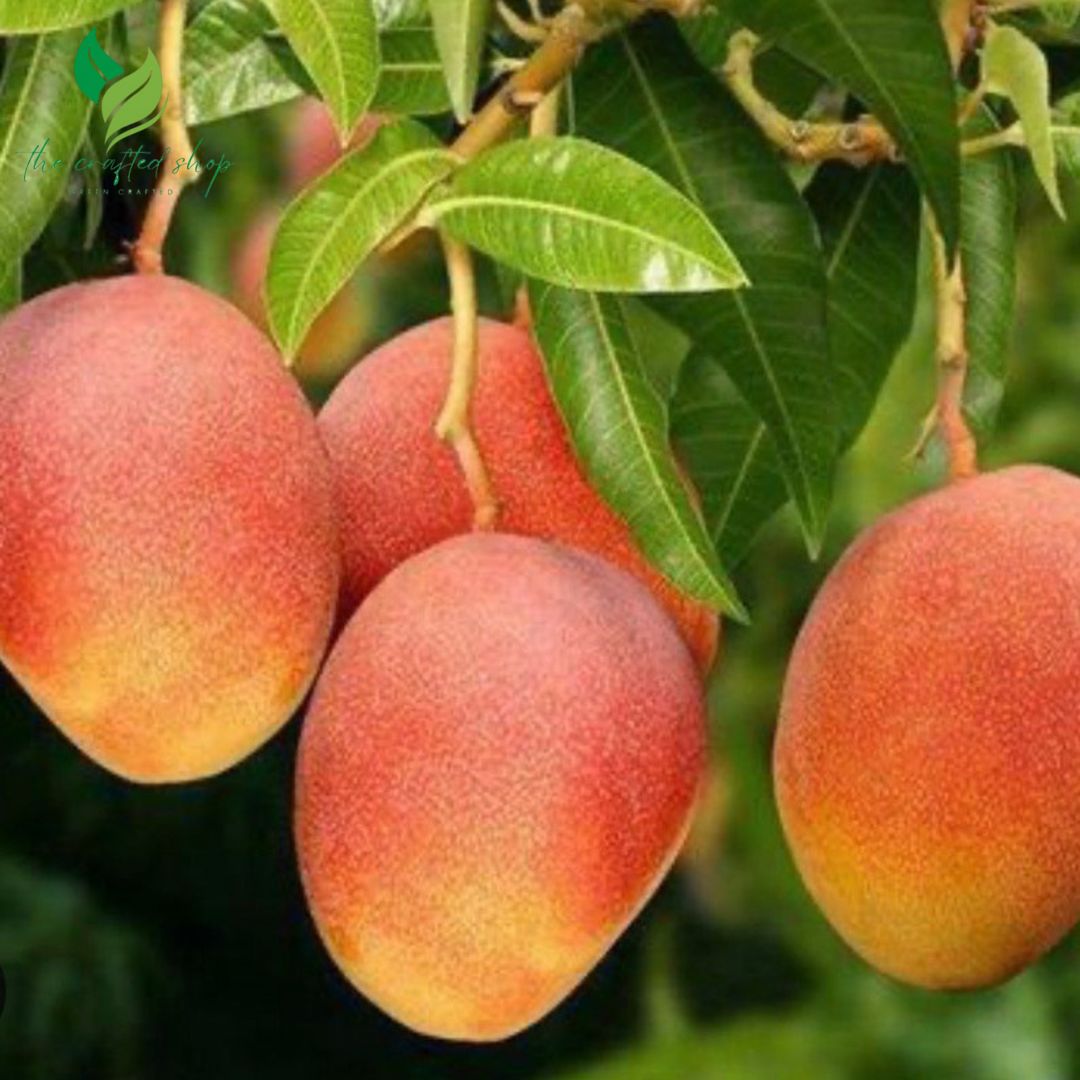 Mango Julie Tropical Live Fruit Tree 12"
