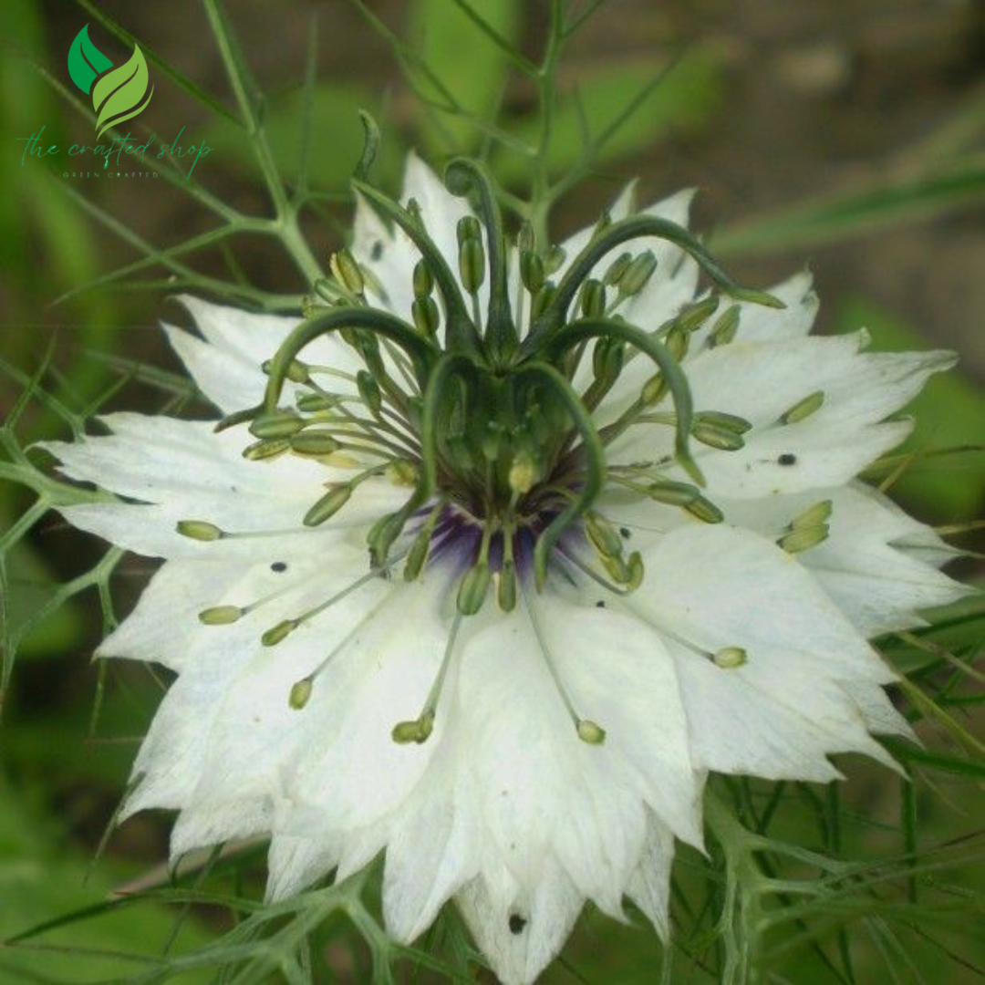 200+ Nigella Seeds (Love-in-a-Mist) – Easy-to-Grow Heirloom Flower Seeds