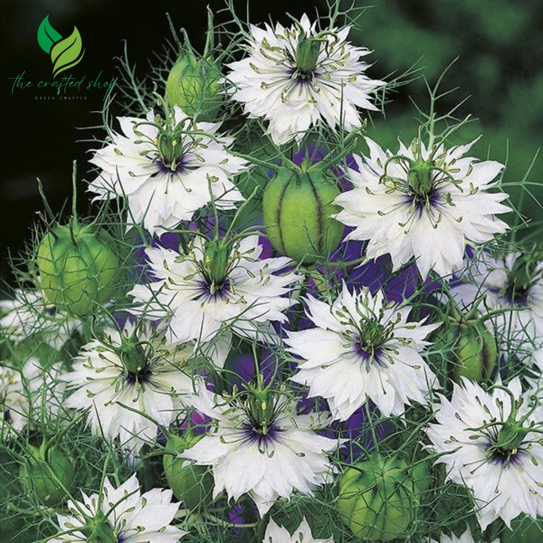 200+ Nigella Seeds (Love-in-a-Mist) – Easy-to-Grow Heirloom Flower Seeds