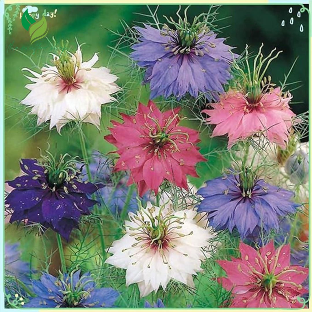 200+ Nigella Seeds (Love-in-a-Mist) – Easy-to-Grow Heirloom Flower Seeds