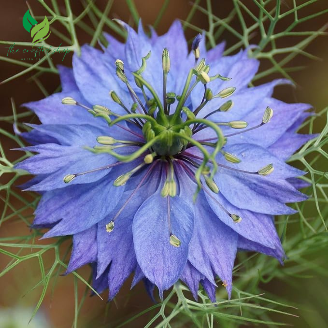 200+ Nigella Seeds (Love-in-a-Mist) – Easy-to-Grow Heirloom Flower Seeds