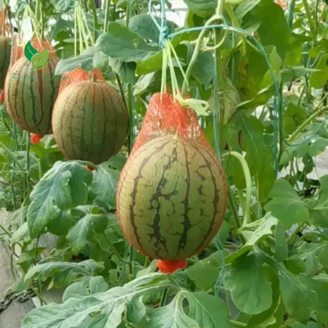 Crispy Watermelon Seeds