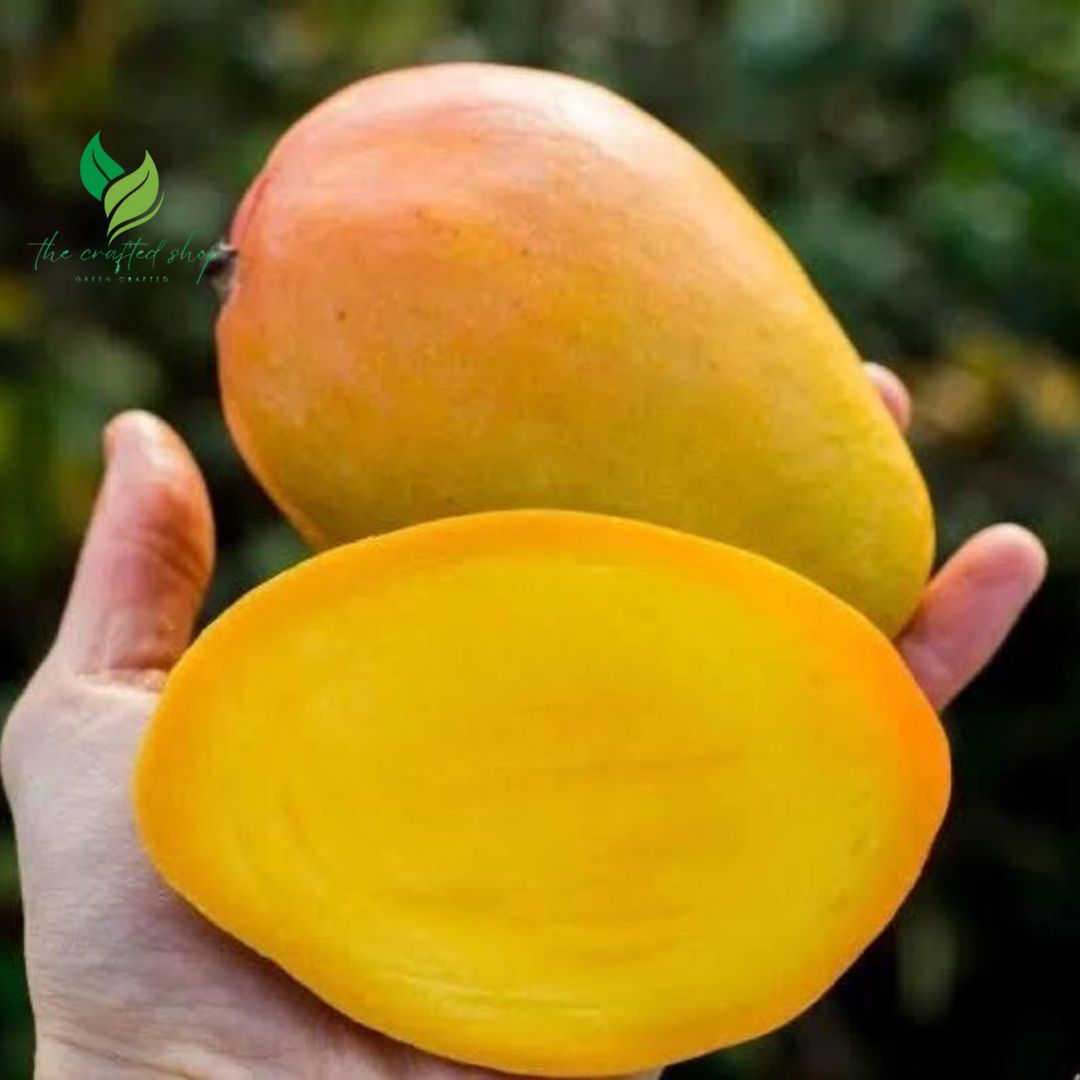 Mango Julie Tropical Live Fruit Tree 12"