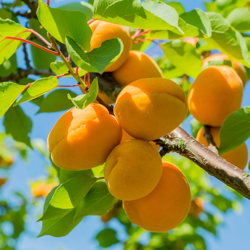 Apricot Fruit Tree Seedling for Growing – Sweet Harvests, Beautiful Blossoms