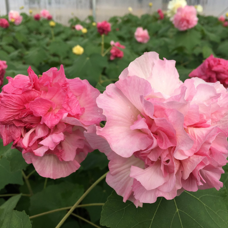 Rose Hibiscus Mutabilis Seeds Fragrant Exotic Eye Appeal | Heirloom & Non-GMO | 100 Seeds