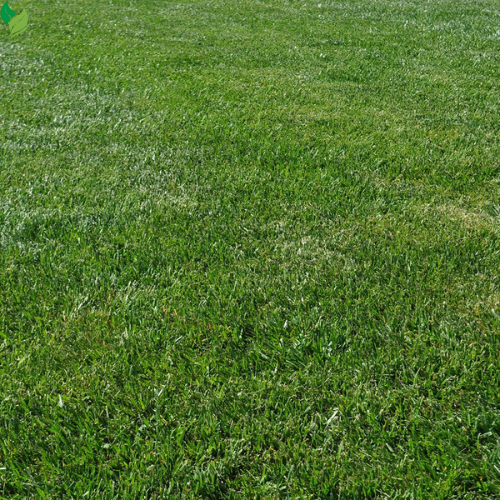 Perennial Ryegrass Seeds for Planting - Premium Quality Rye Grass Seed (1/2 Pound)