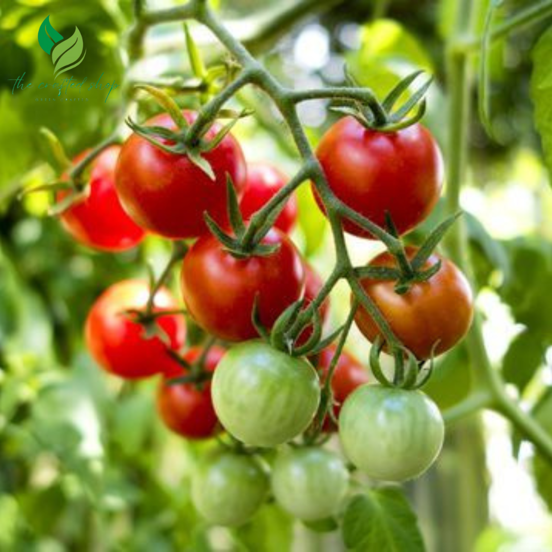 300 Dwaft Cherry Tomato Seeds