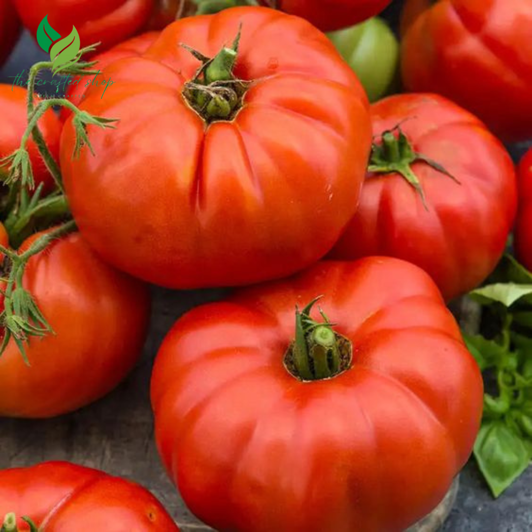 300 Organic Beefsteak Tomato Seeds – Non-GMO | Juicy, Large Heirloom Tomatoes for Indoor & Outdoor Growing