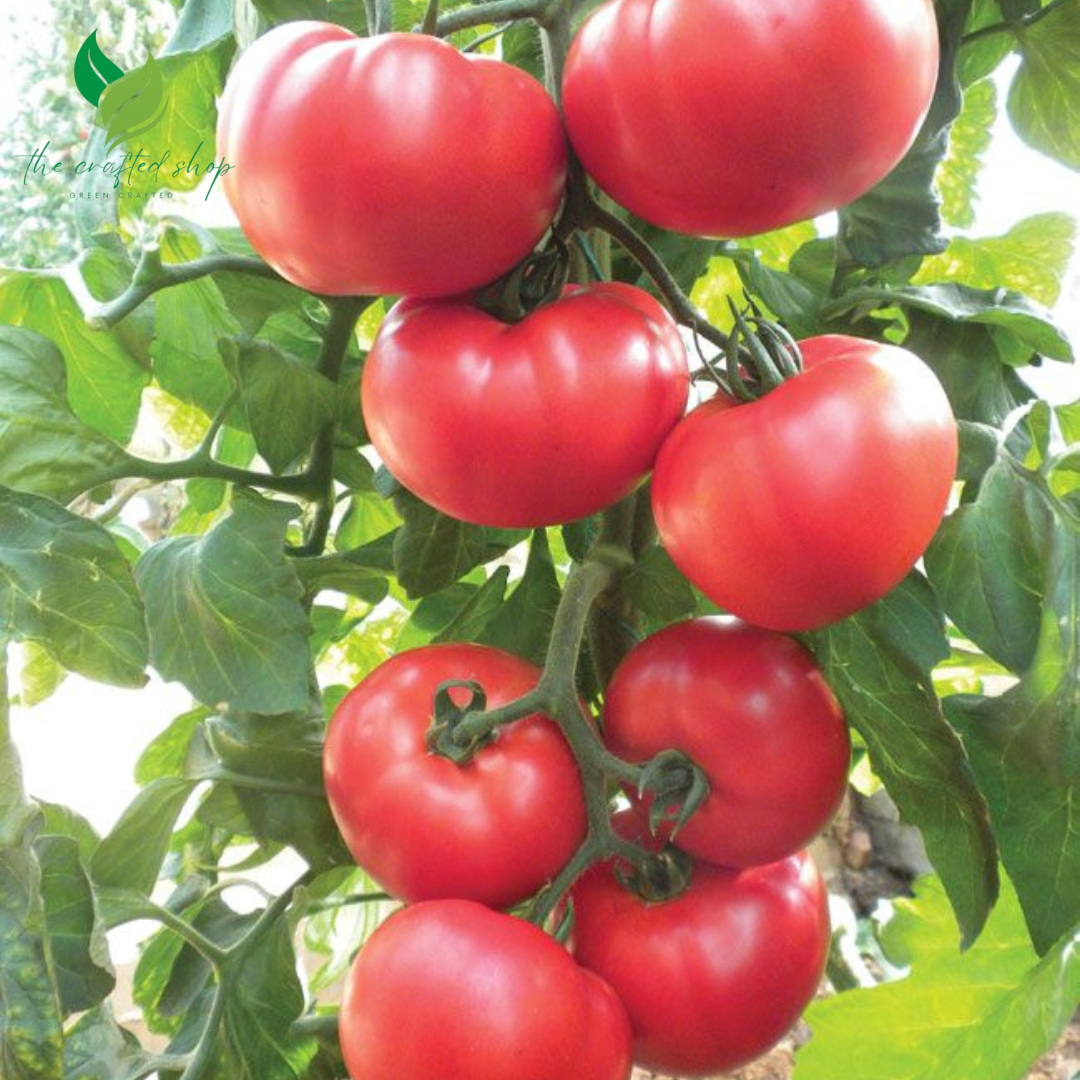 300 Organic Beefsteak Tomato Seeds – Non-GMO | Juicy, Large Heirloom Tomatoes for Indoor & Outdoor Growing