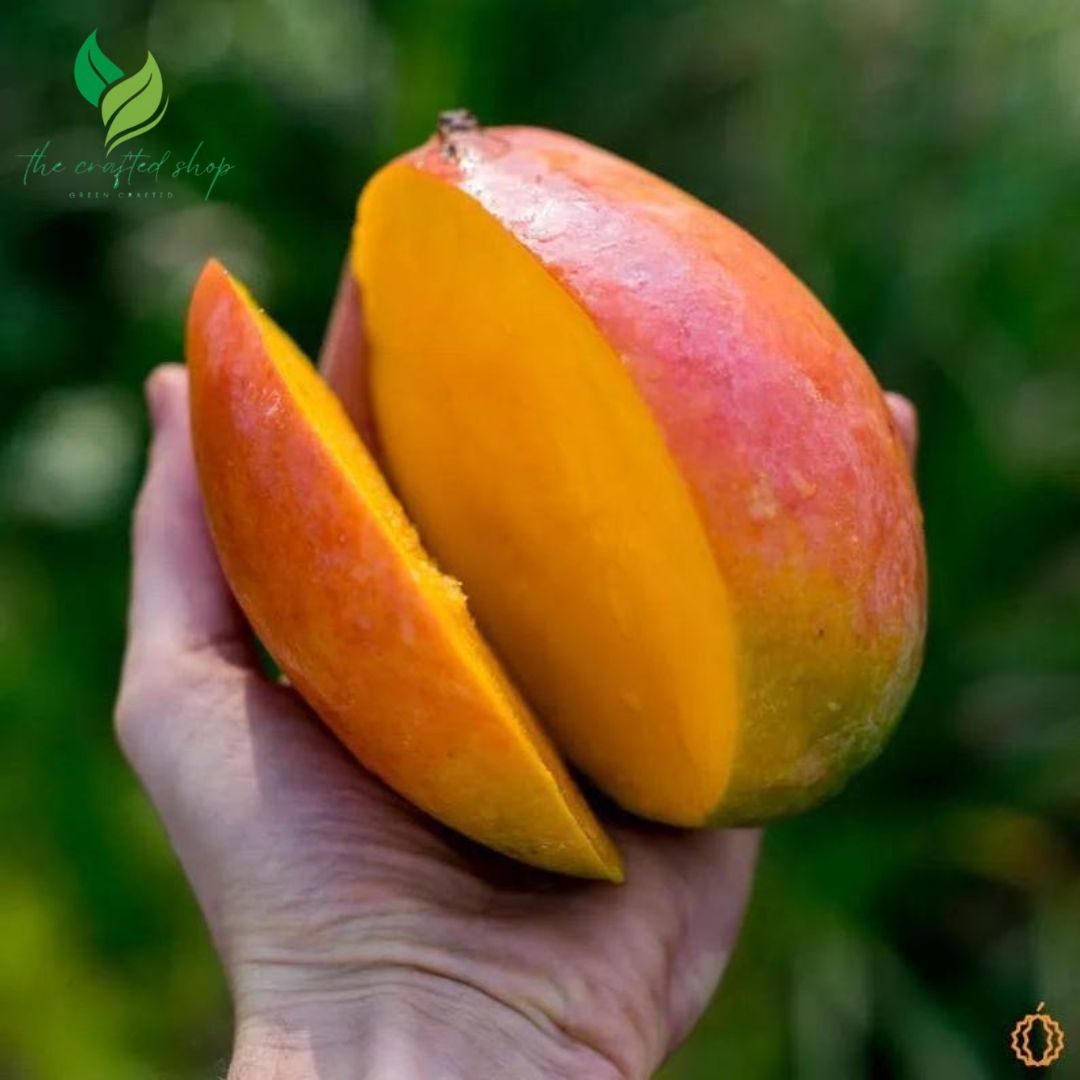 Mango Julie Tropical Live Fruit Tree 12"