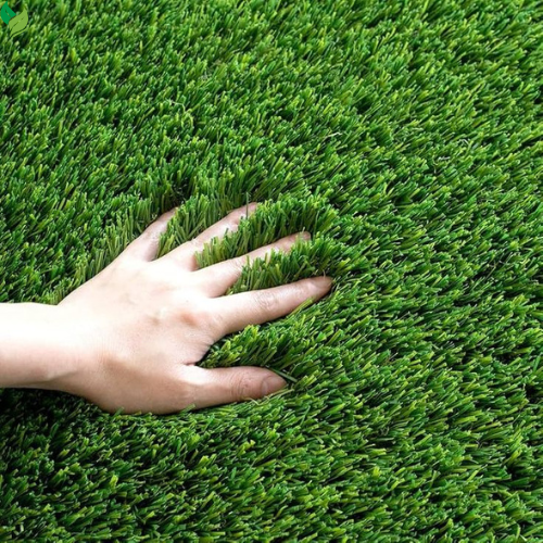 Perennial Ryegrass Seeds for Planting - Premium Quality Rye Grass Seed (1/2 Pound)