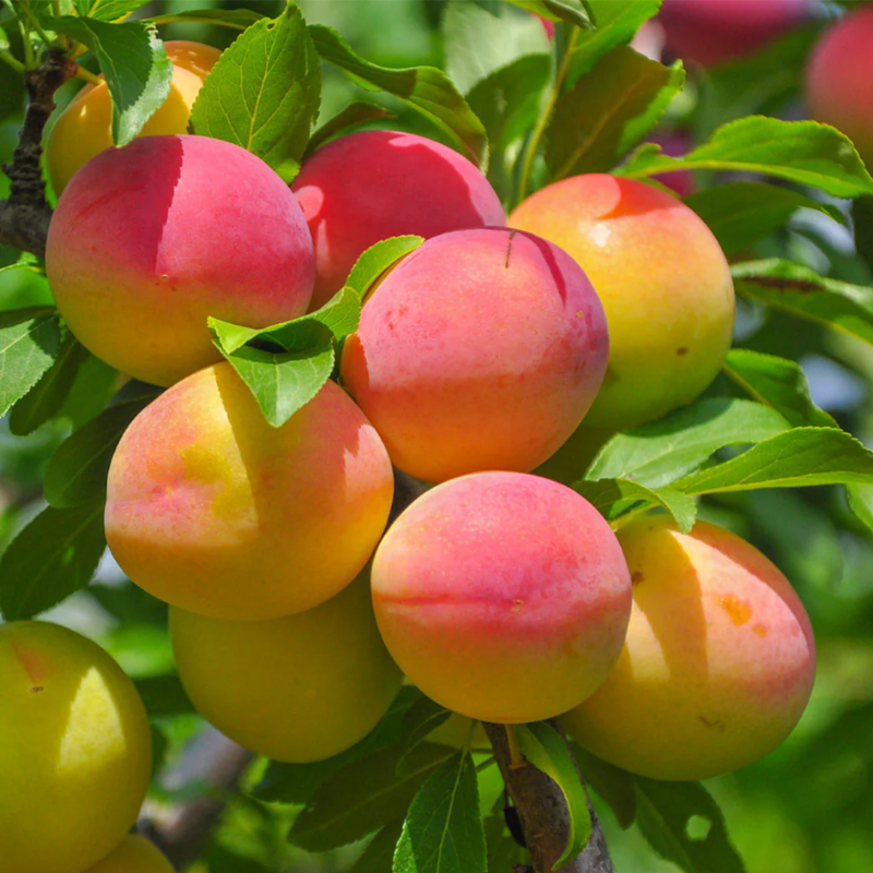 Apricot Fruit Tree Seedling for Growing – Sweet Harvests, Beautiful Blossoms