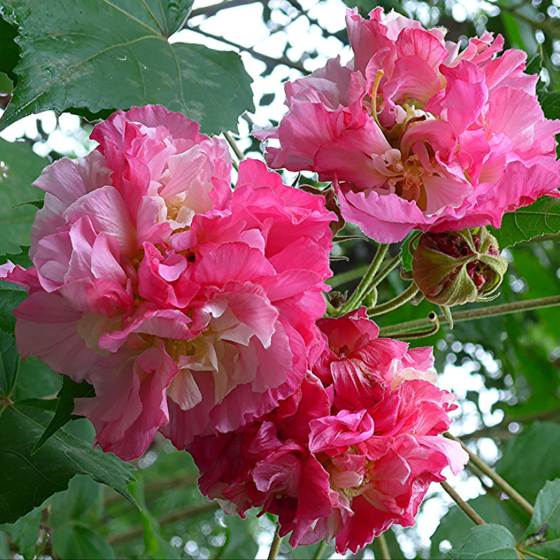 Rose Hibiscus Mutabilis Seeds Fragrant Exotic Eye Appeal | Heirloom & Non-GMO | 100 Seeds