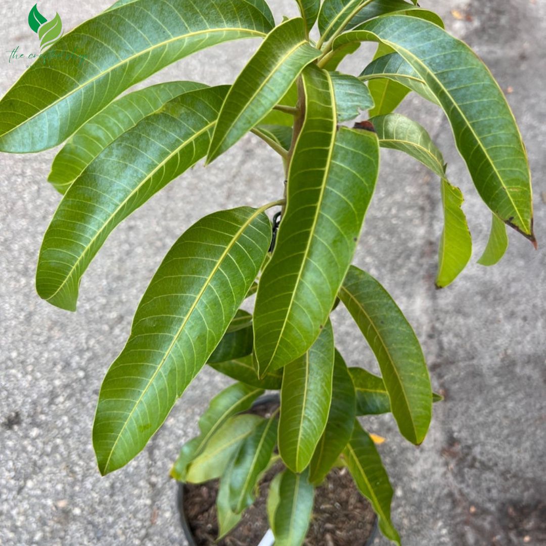 Mango Julie Tropical Live Fruit Tree 12"