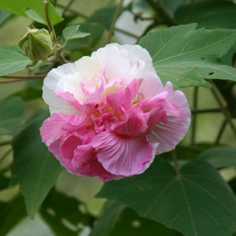 Rose Hibiscus Mutabilis Seeds Fragrant Exotic Eye Appeal | Heirloom & Non-GMO | 100 Seeds