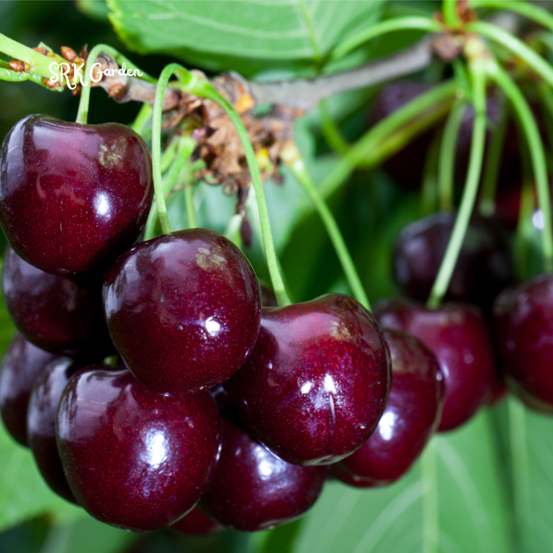 Dwarf Black Cherry Fruit Seed & Live Plant Seedling