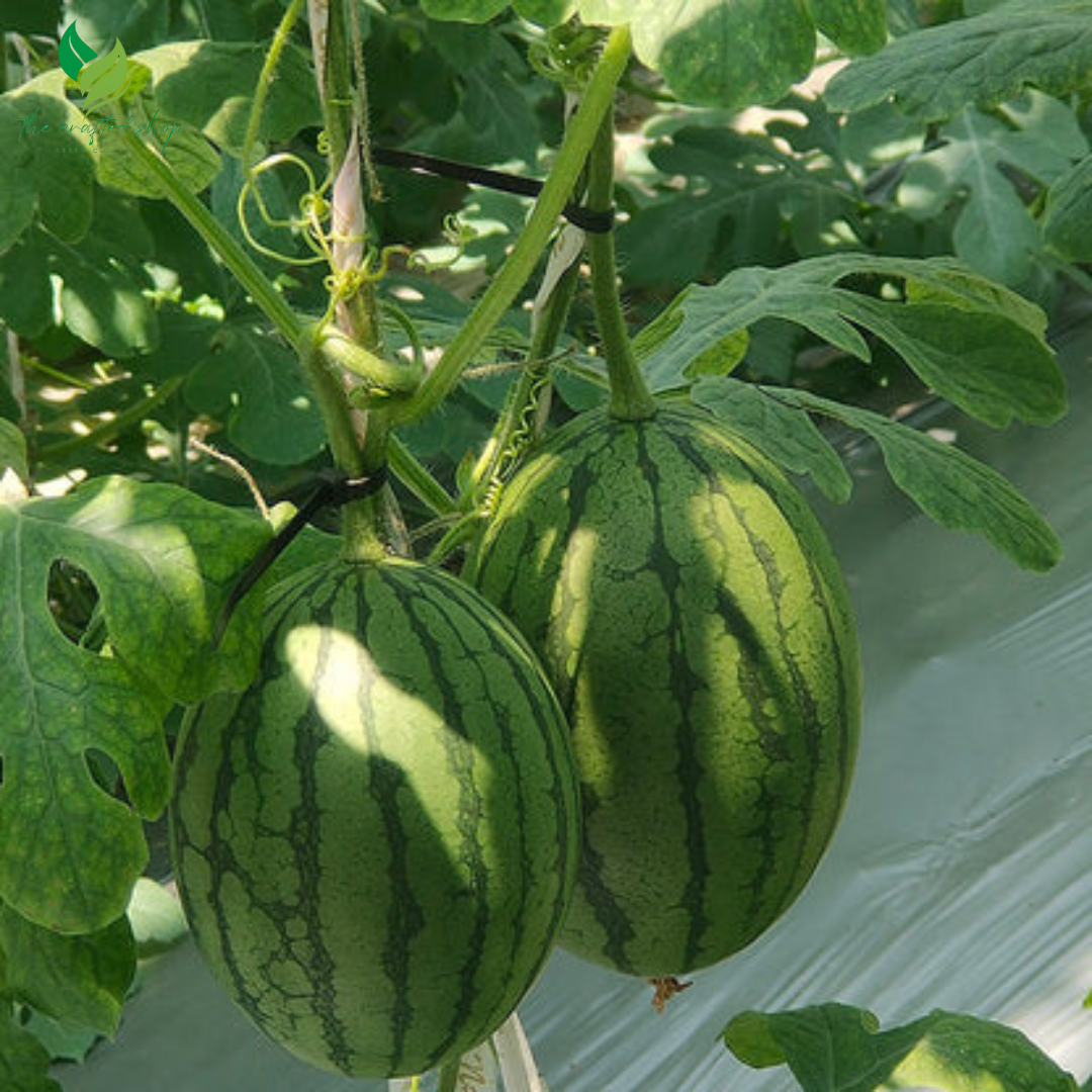 Crispy Watermelon Seeds