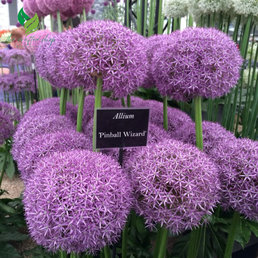 5 Giant Star of Persia (Allium Christophii) Bulbs – Ornamental Onion with Huge Spherical Blooms