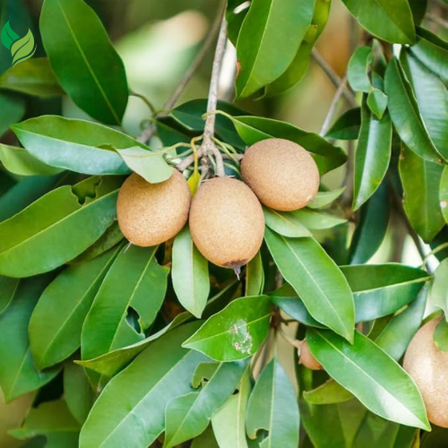 5Pcs Sapote Seeds for Planting, Tropical Sapodilla Seeds to Grow