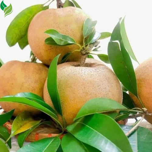 5Pcs Sapote Seeds for Planting, Tropical Sapodilla Seeds to Grow