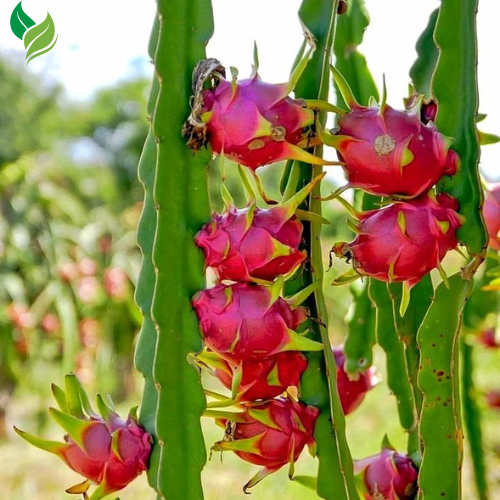 Red Dragon Fruit Live Vine 4 Cuttings 4 inches Long- Easy to Grow