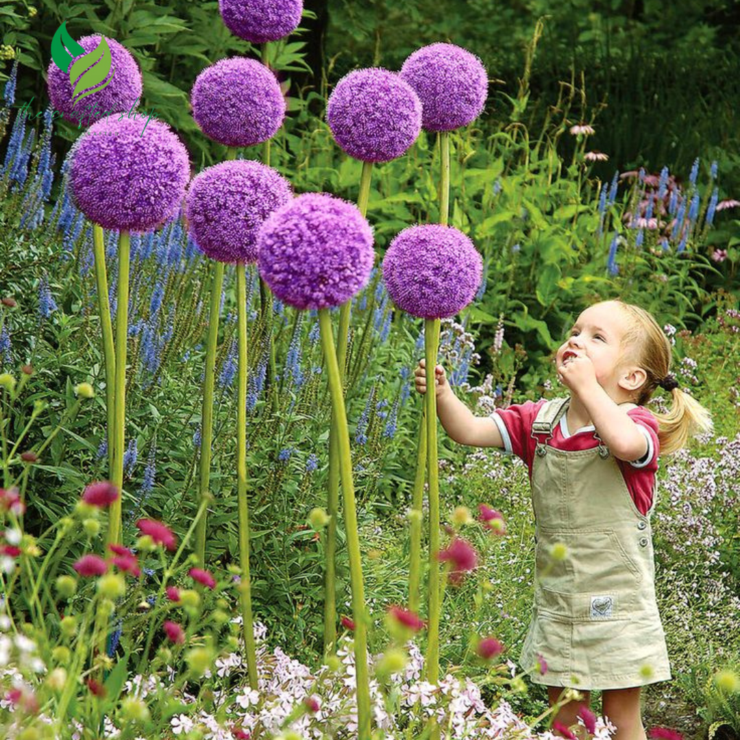 5 Giant Star of Persia (Allium Christophii) Bulbs – Ornamental Onion with Huge Spherical Blooms