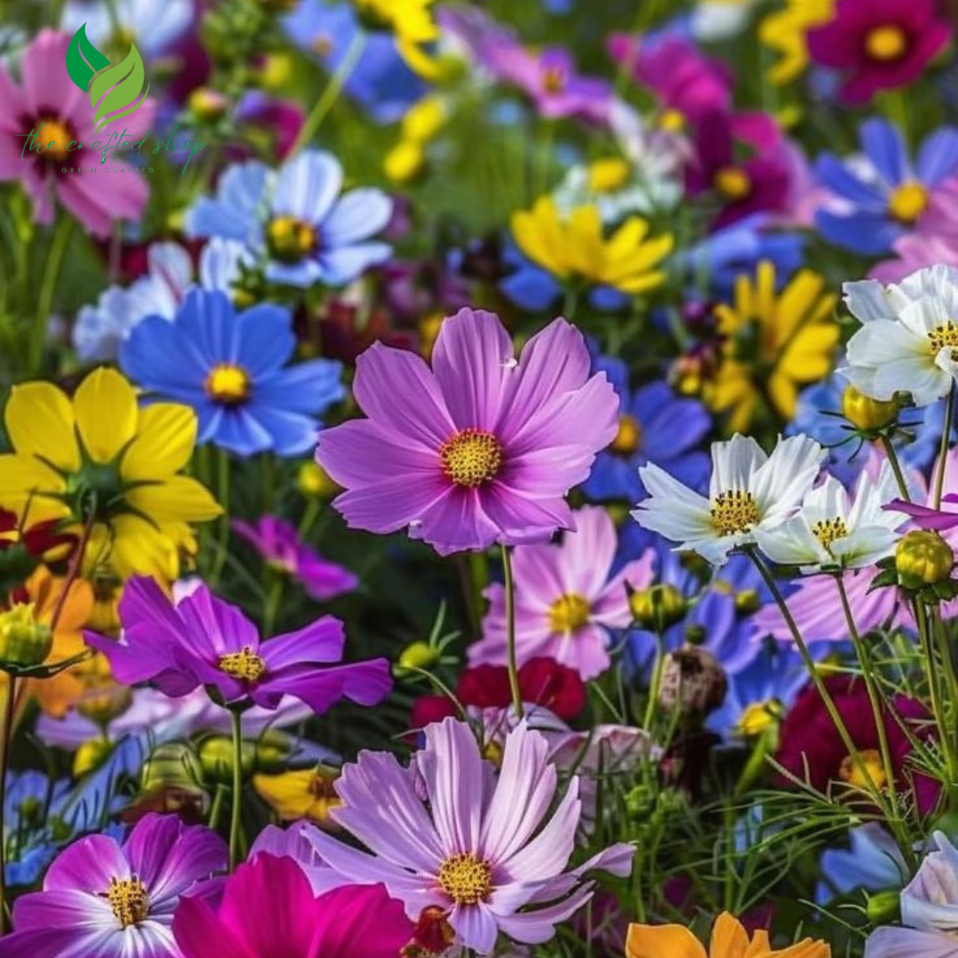 60+ Variety Mixed Flower Seeds – Colorful Wild Garden Mix for Pollinators & Easy Growing