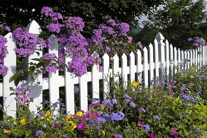 60+ Variety Mixed Flower Seeds – Colorful Wild Garden Mix for Pollinators & Easy Growing