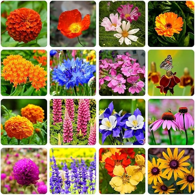60+ Variety Mixed Flower Seeds – Colorful Wild Garden Mix for Pollinators & Easy Growing