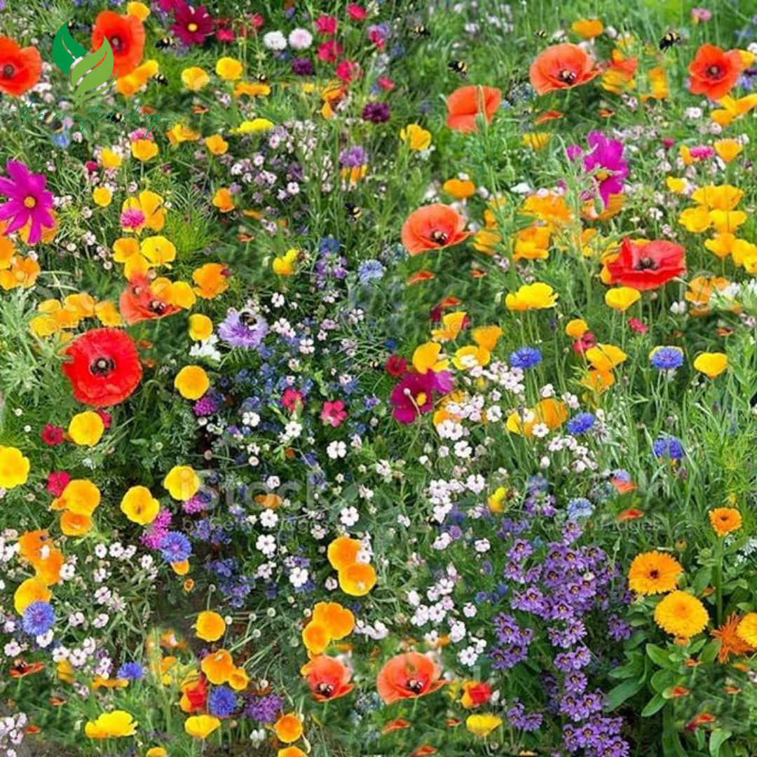 60+ Variety Mixed Flower Seeds – Colorful Wild Garden Mix for Pollinators & Easy Growing