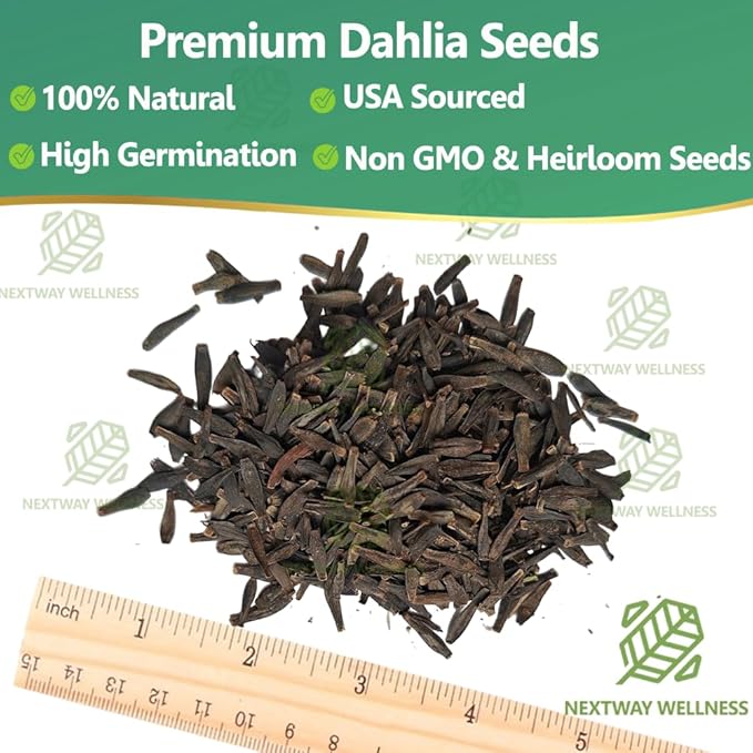 Rare Dahlia Seeds – 500 Count Mixed Colors Double Dahlia- Non-GMO Dahlia variabilis for Planting