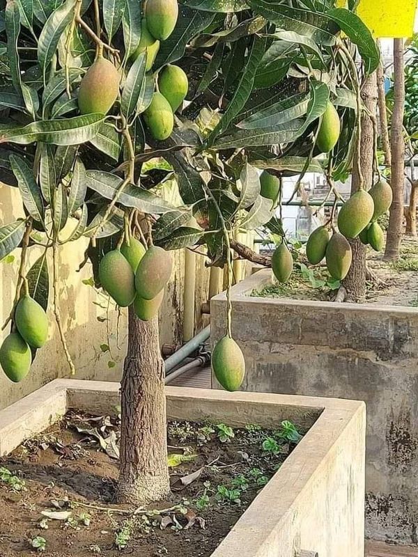 Mango Julie Tropical Live Fruit Tree 12"