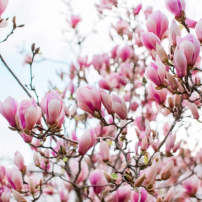 Saucer' Magnolia Soulangeana Live Tree 6"-12" in Height in 2.5 Inc Pot