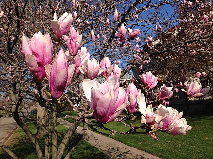 Saucer' Magnolia Soulangeana Live Tree 6"-12" in Height in 2.5 Inc Pot