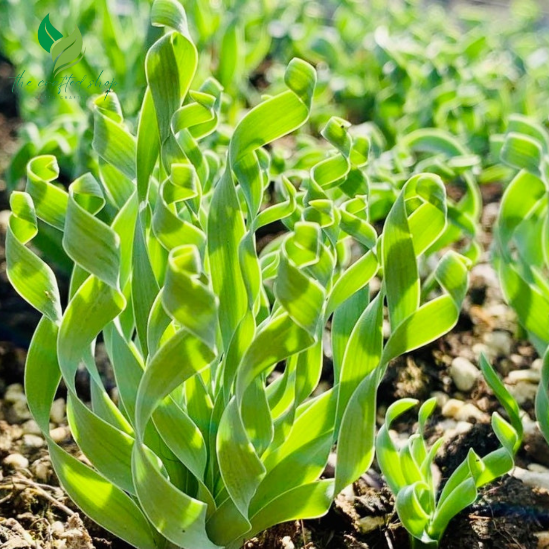 Albuca Concordiana (bulb only), 0.5"-1", Live Plant Rare Succulents