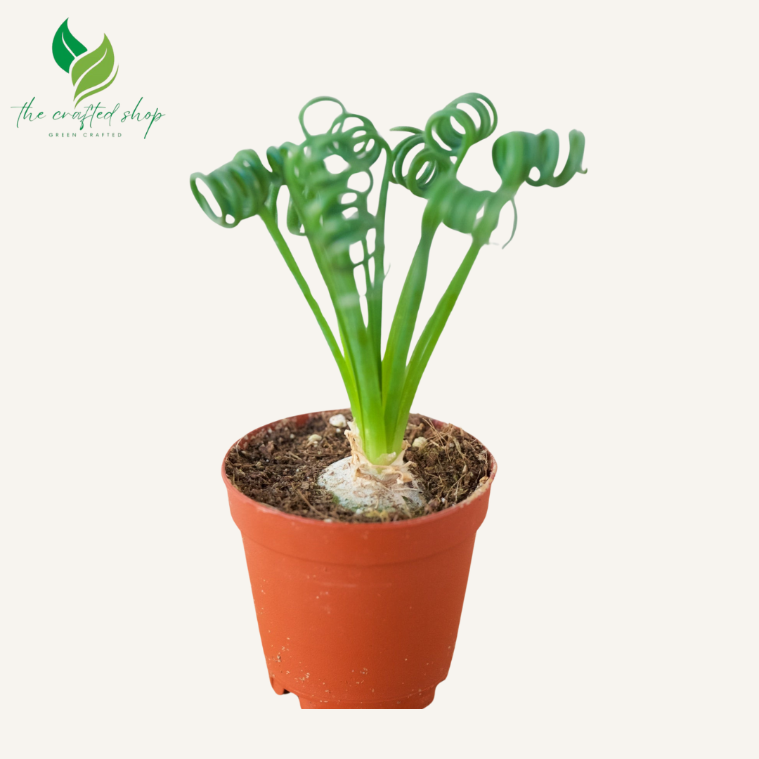 Albuca Spiralis | Frizzle Sizzle | Corkscrew Albuca | Live Plants 1.5 inch wide soil