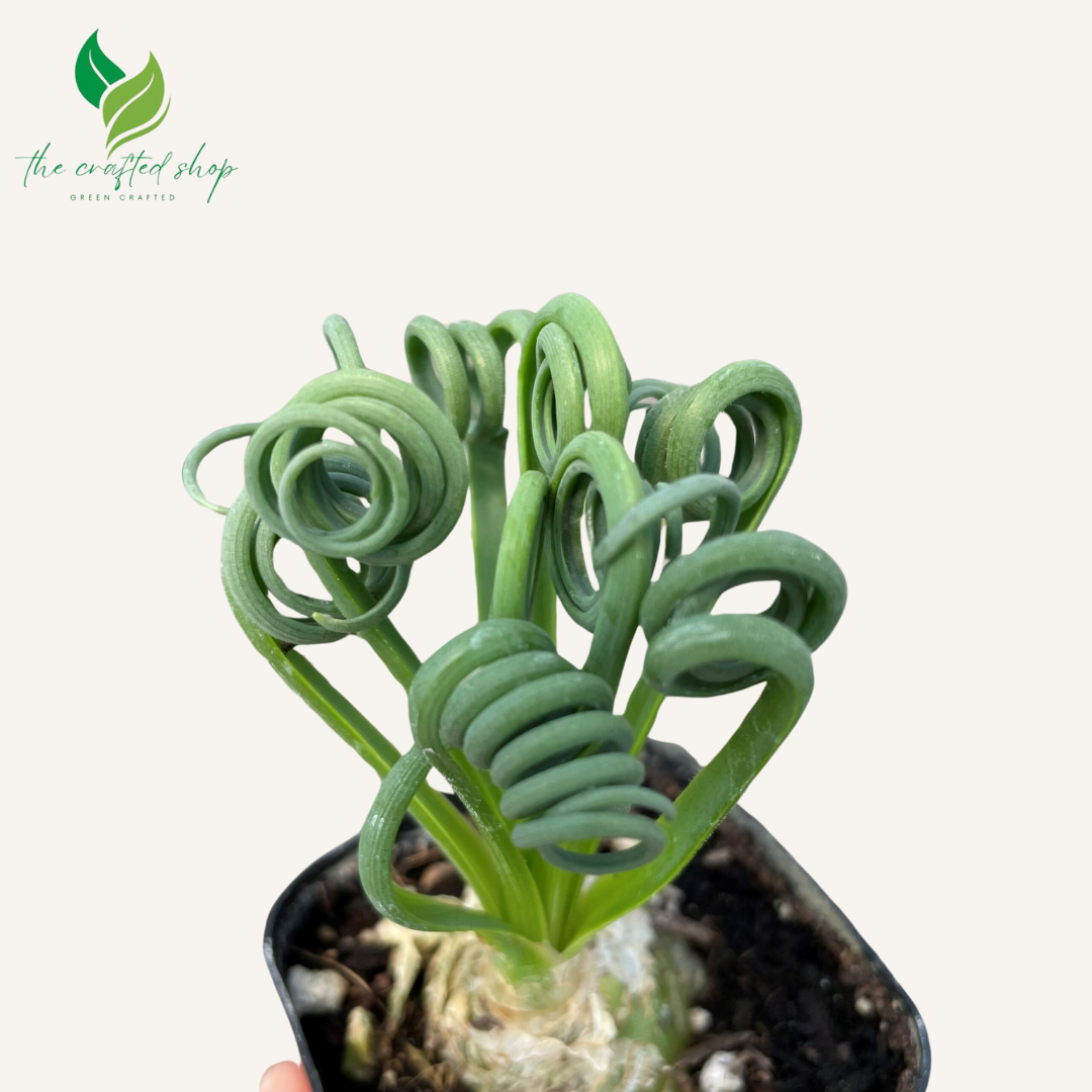 Albuca Spiralis | Frizzle Sizzle | Corkscrew Albuca | Live Plants 1.5 inch wide soil
