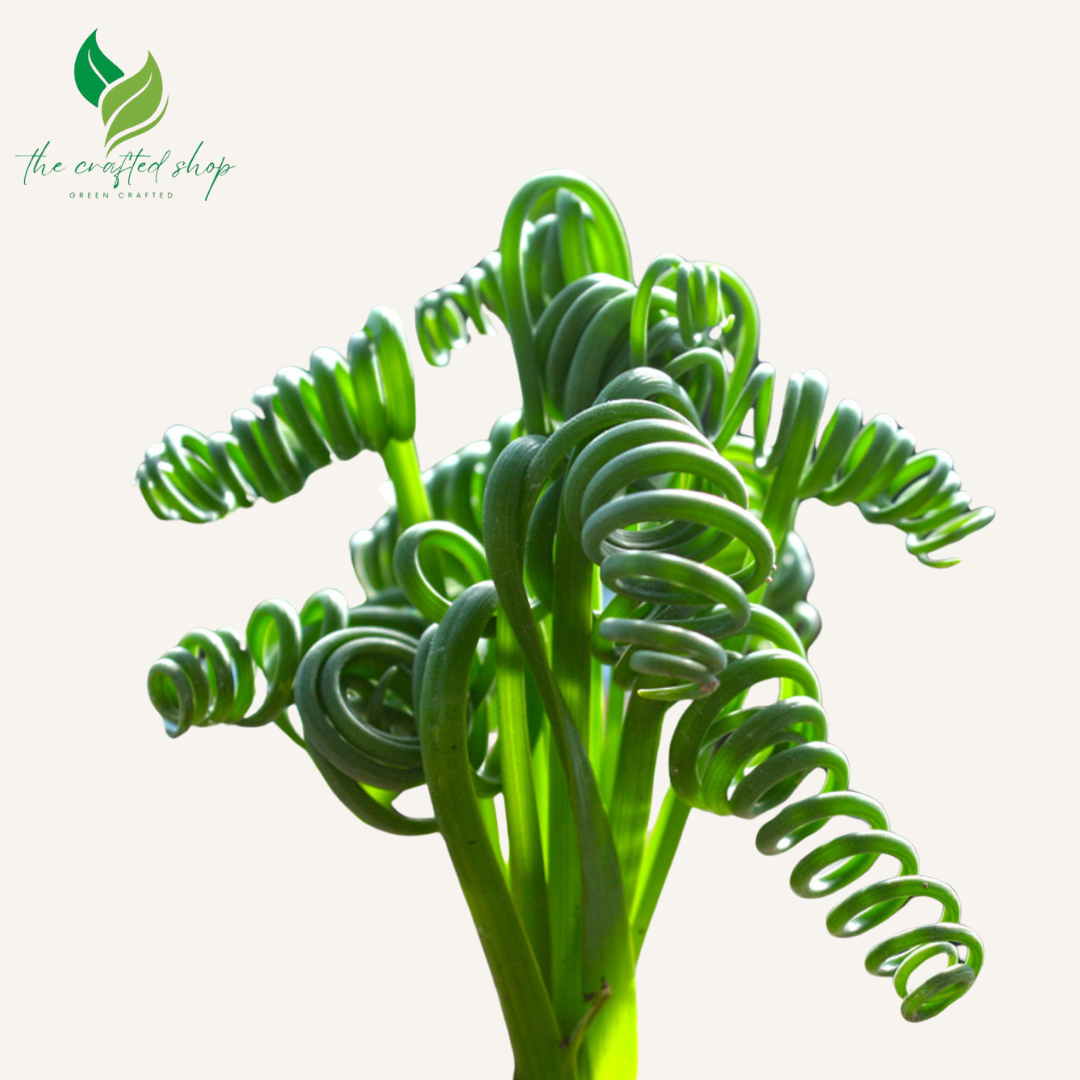 Albuca Spiralis | Frizzle Sizzle | Corkscrew Albuca | Live Plants 1.5 inch wide soil