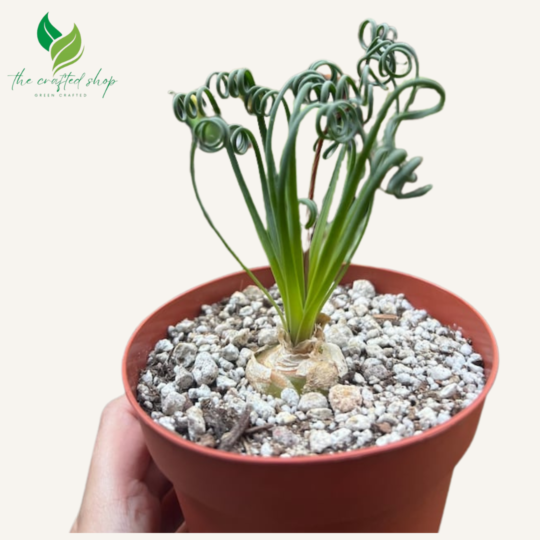 Albuca Spiralis | Frizzle Sizzle | Corkscrew Albuca | Live Plants 1.5 inch wide soil