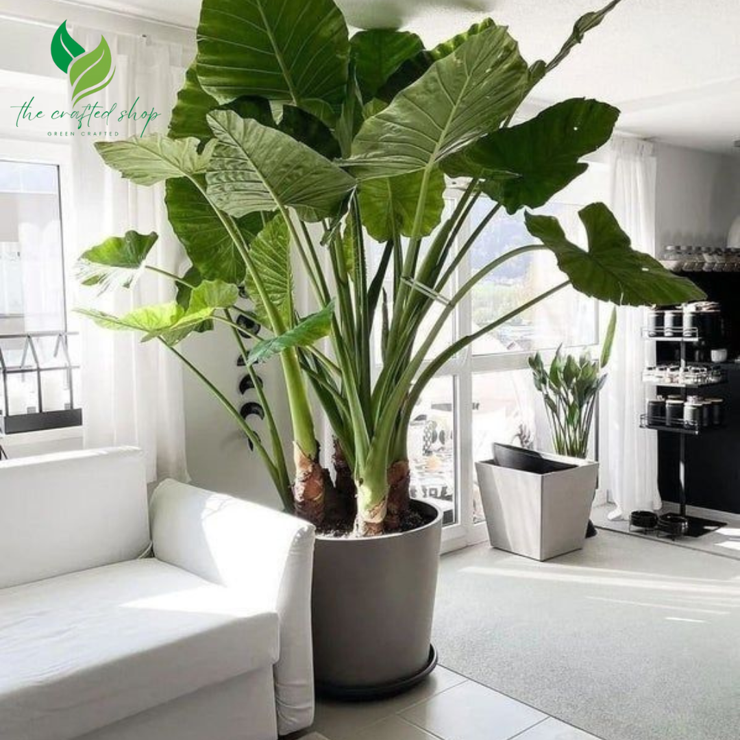 Alocasia Calidora – Giant Elephant Ear Plant | 2ft Tall Live Plant | Lush Tropical Foliage for Home & Garden