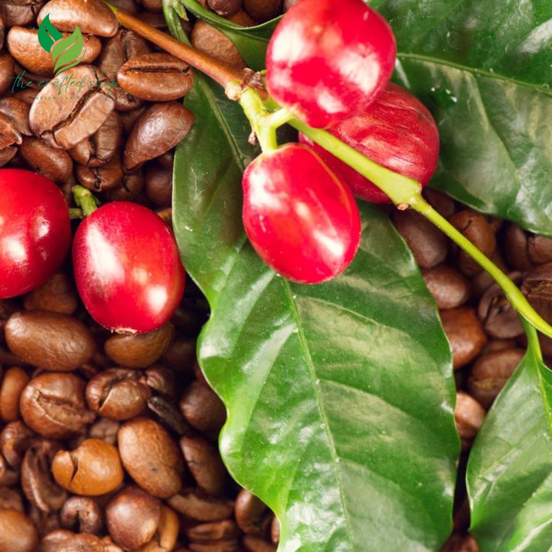 Arabica Coffee Plant – Live Indoor Coffee Tree in 4-Inch Pot – Easy to Grow, Fresh Aroma