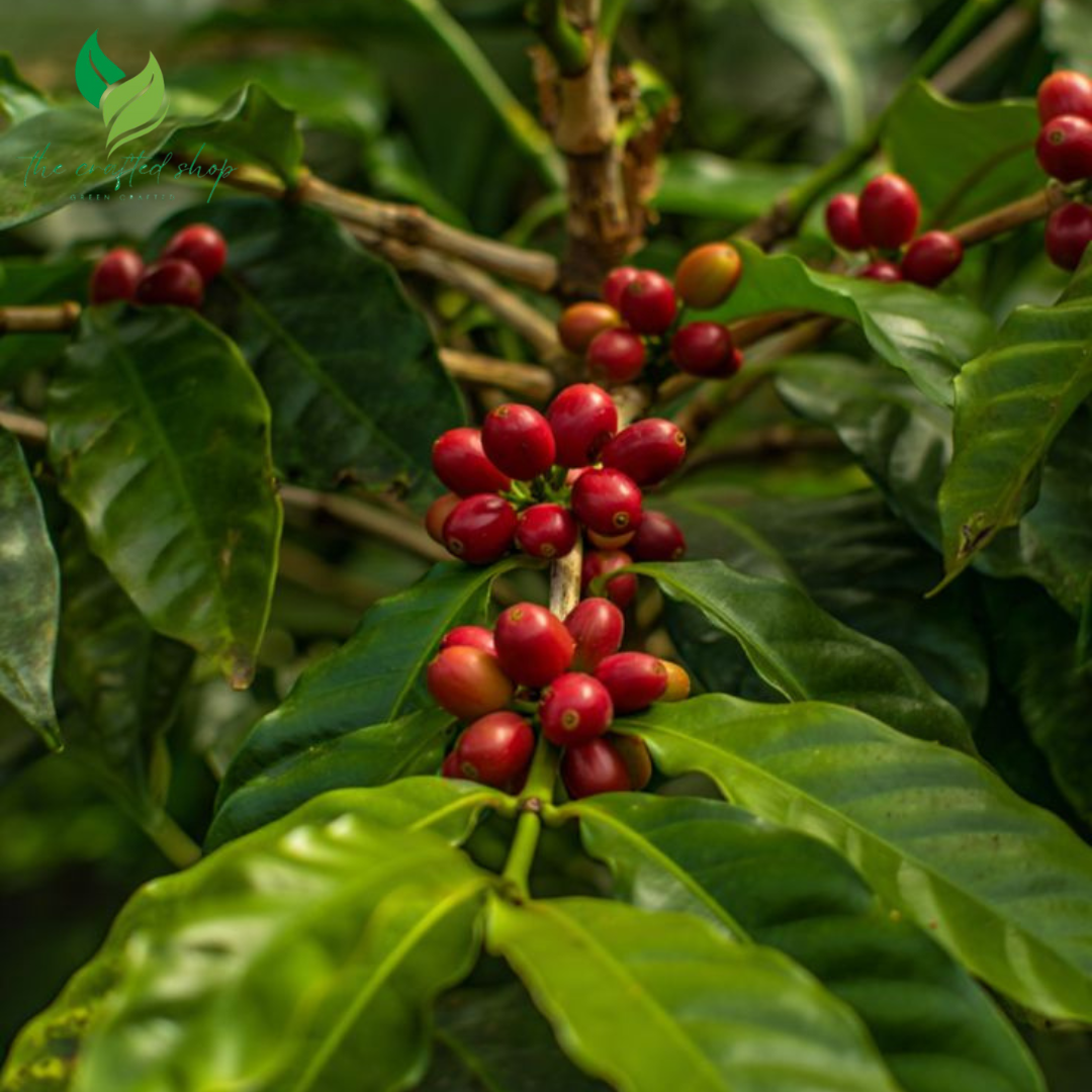 Arabica Coffee Plant – Live Indoor Coffee Tree in 4-Inch Pot – Easy to Grow, Fresh Aroma