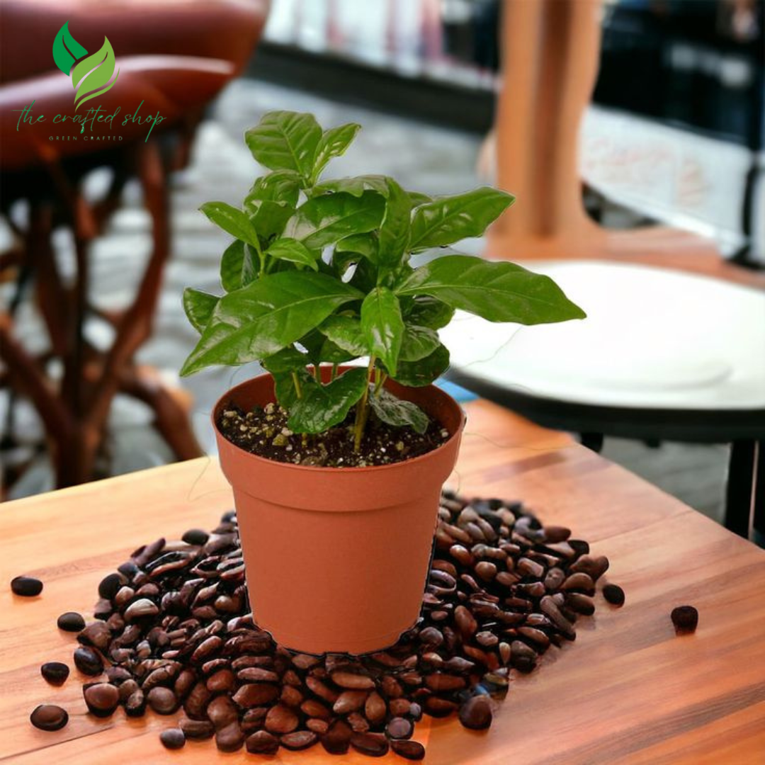 Arabica Coffee Plant – Live Indoor Coffee Tree in 4-Inch Pot – Easy to Grow, Fresh Aroma