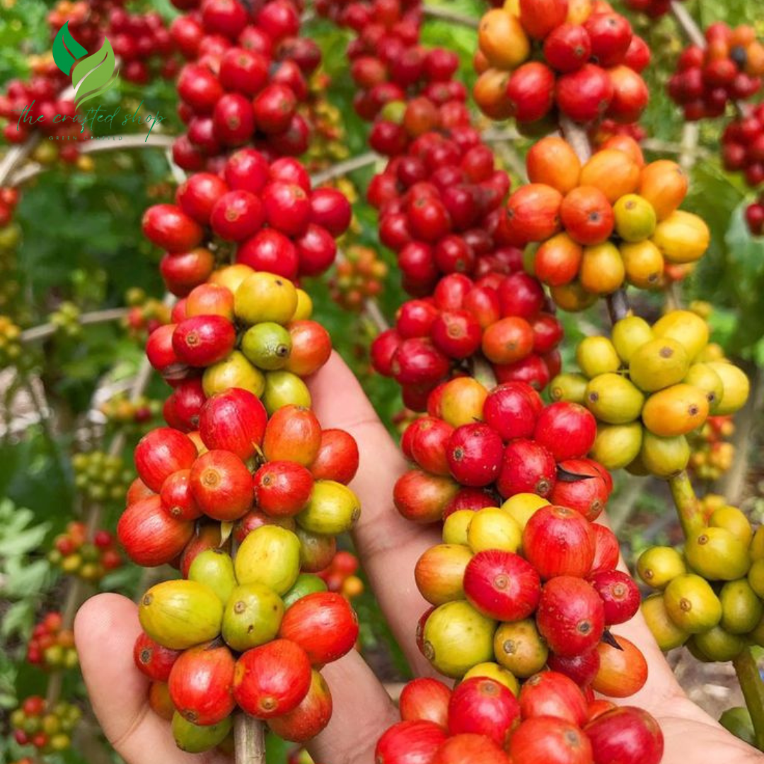 Arabica Coffee Plant – Live Indoor Coffee Tree in 4-Inch Pot – Easy to Grow, Fresh Aroma