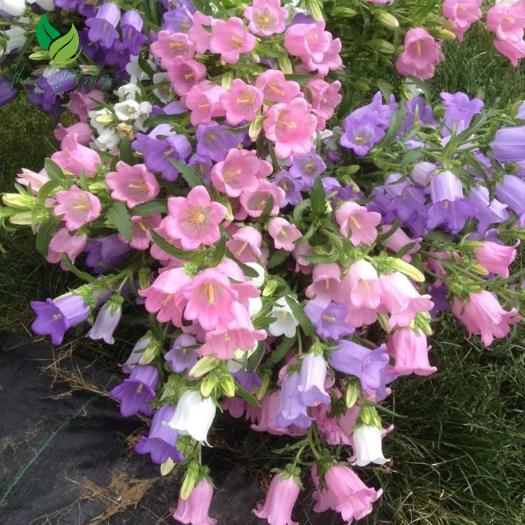 Bell Flower Seeds – 2,000 Seeds Pack